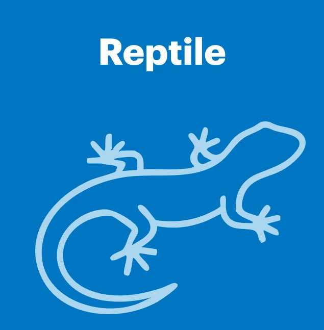 Reptile-BimBimPet