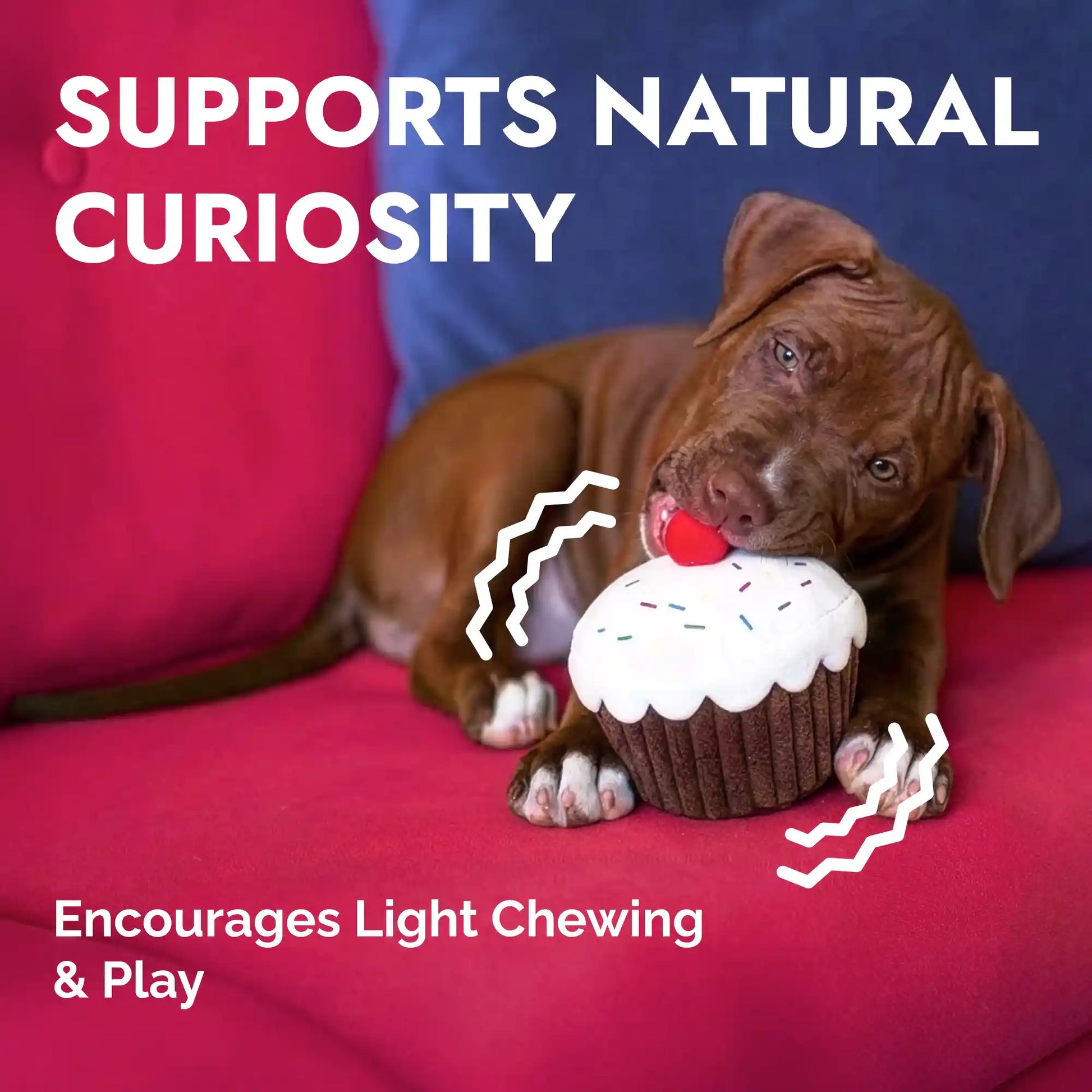 Cupcake plush dog toy