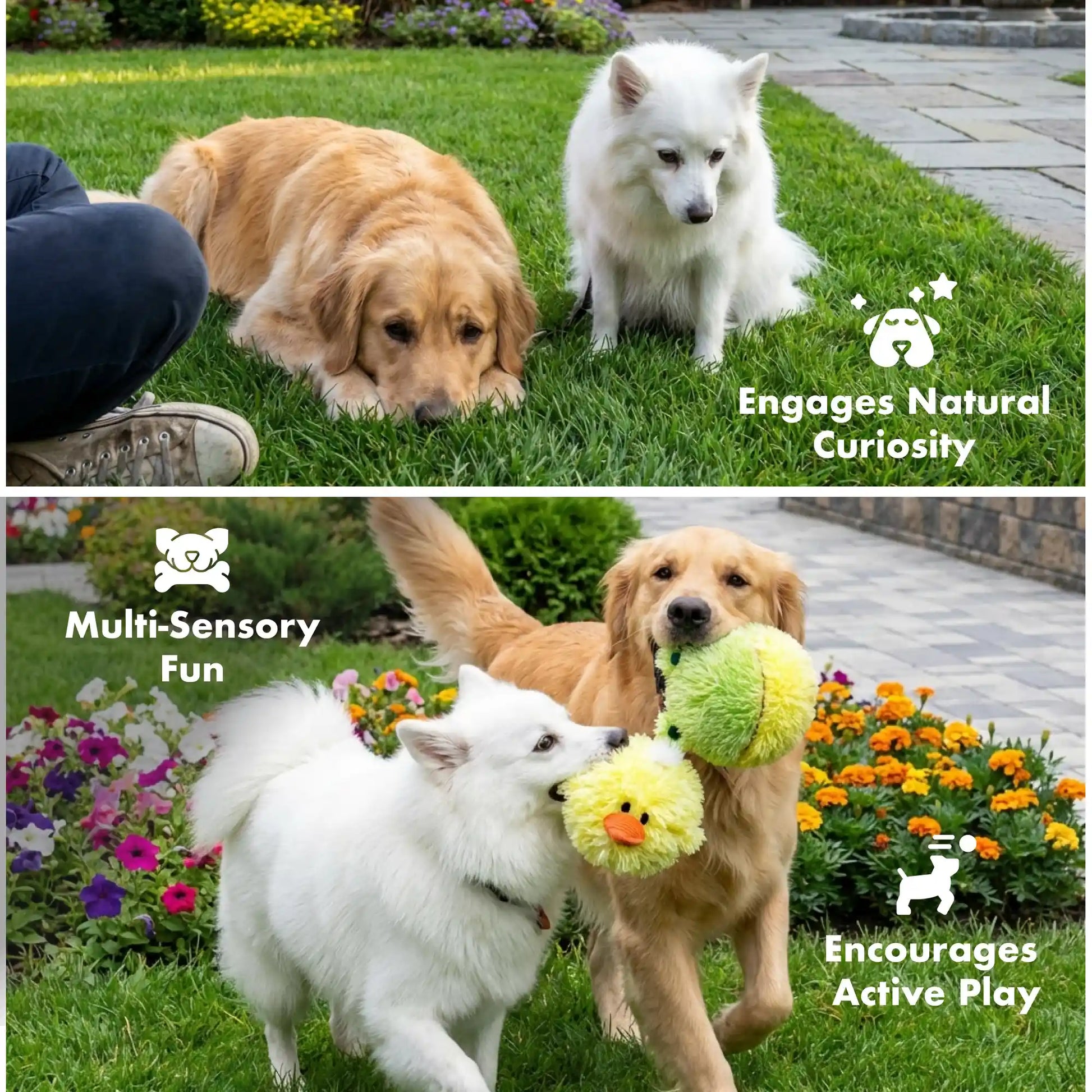 Chick and frog squeaky balls