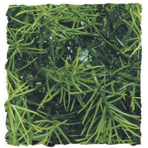 Zoo Med Natural Bush Cahuarina Plant Large-Animals & Pet Supplies-BimBimPet-