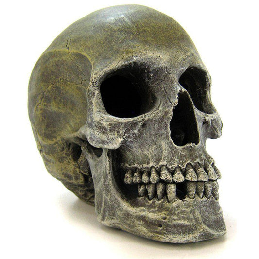 Blue Ribbon Human Skull Ornament-Fish-Blue Ribbon Pet Products-7.5"L x 5"W x 6"H-