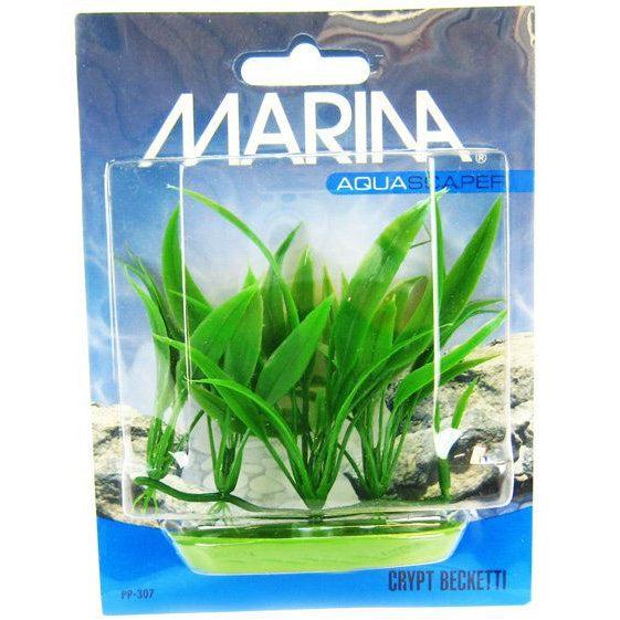 Marina Foreground Crypt Becketti Aquarium Plant-Fish-Marina-Foreground Crypt Becketti Aquarium Plant-