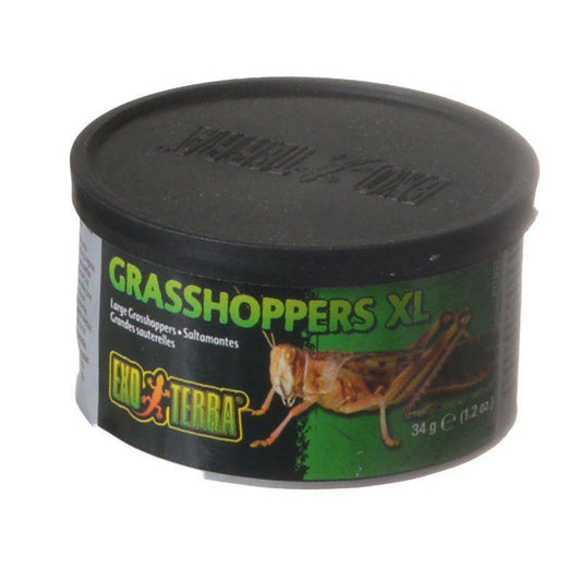 Exo-Terra Grasshoppers XL-Animals & Pet Supplies-BimBimPet-