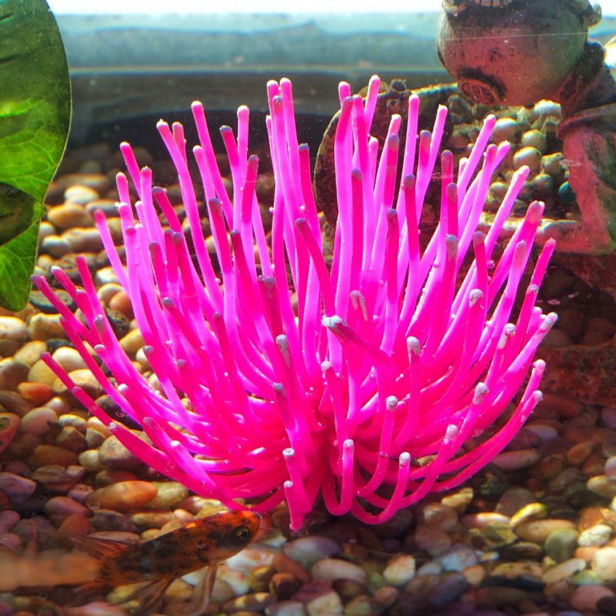 Aquatic Creations Aquarium Decor X-Large Anemone Pink-Fish-Aquatic Creations-1 Count-